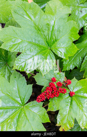 Les baies rouge vif d'un Devil's Club (Oplopanax horridus) se distinguent parmi ses grandes feuilles vertes, Kachemak Bay, centre-sud de l'Alaska Banque D'Images