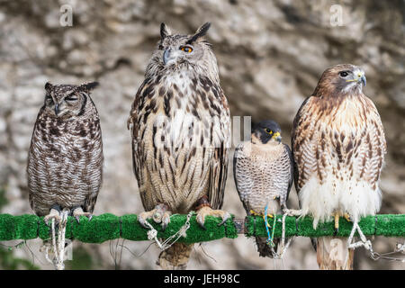 Les oiseaux de proie en captivité, perché dans une rangée sur un post, Cadix, Andalousie, Espagne Banque D'Images