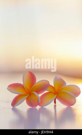 Close-up d'une paire de belles fleurs jaune et rose Plumeria (Apocynaceae) avec une luminosité de coucher l'arrière-plan Banque D'Images