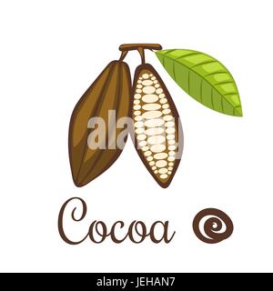 Illustration vecteur de fèves de cacao. Matières premières naturelles graines de cacao pour le chocolat ou de l'insigne. Illustration de Vecteur