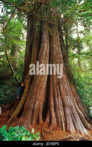 Arbre séquoia Banque D'Images