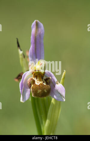 Close-up de l'orchidée abeille (Ophrys apifera), Royaume-Uni Banque D'Images