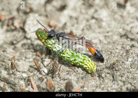 Guêpe Ammophila pubescens (sable) avec un beau jaune papillon ailes myrtilli caterpillar (La) - approvisionnement - son nid à Surrey, UK Banque D'Images