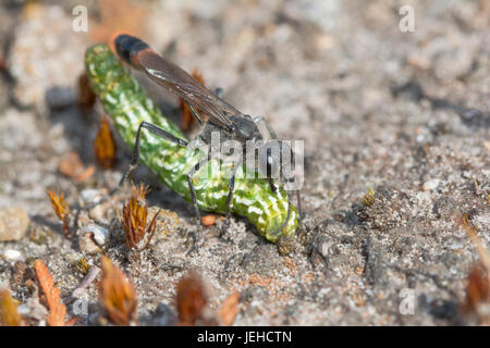 Guêpe Ammophila pubescens (sable) avec un beau jaune papillon ailes myrtilli caterpillar (La) - approvisionnement - son nid à Surrey, UK Banque D'Images