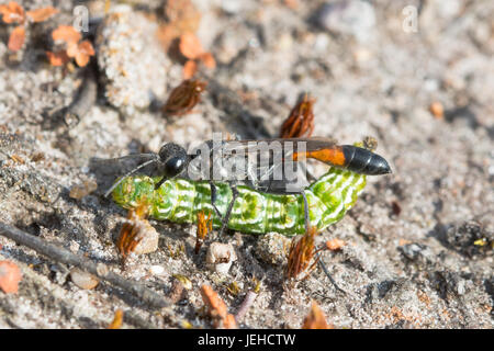 Guêpe Ammophila pubescens (sable) avec un beau jaune papillon ailes myrtilli caterpillar (La) - approvisionnement - son nid à Surrey, UK Banque D'Images