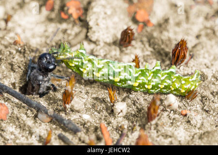 Guêpe Ammophila pubescens (sable) avec un beau jaune papillon ailes myrtilli caterpillar (La) - approvisionnement son nid burrow - à Surrey, UK Banque D'Images