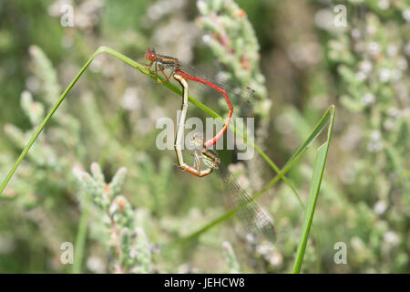 Petit rouge de demoiselles (Ceriagrion tenellum) - paire d'accouplement Banque D'Images