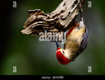 Woodpecker (Melanerpes pygmaeus Yucatan), homme accroché à l'envers sur une branche morte à la recherche d'insectes Banque D'Images