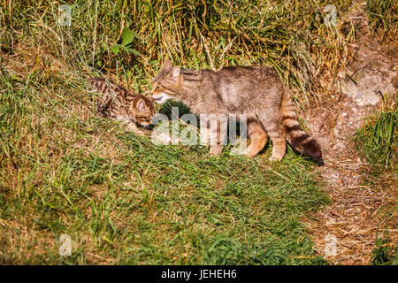 La Native de la faune : Scottish Wildcat (Felis silvestris), la mère et 2 mois chaton par den, British Wildlife Centre, Newchapel, Surrey, UK Banque D'Images