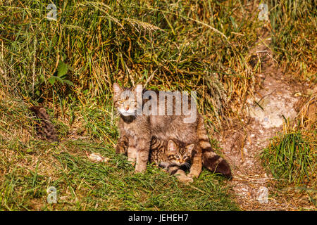 La Native de la faune : Scottish Wildcat (Felis silvestris), la mère et 2 mois chatons par den, British Wildlife Centre, Newchapel, Surrey, UK Banque D'Images