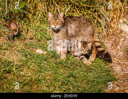 La Native de la faune : Scottish Wildcat (Felis silvestris), la mère et 2 mois chatons par den, British Wildlife Centre, Newchapel, Surrey, UK Banque D'Images