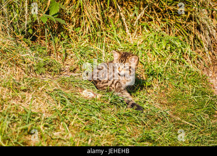 La Native de la faune : Scottish Wildcat (Felis silvestris), deux mois, chaton British Wildlife Centre, Newchapel, Lingfield, Surrey, UK (2 mois Banque D'Images