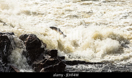 Le saumon atlantique, Salmo salar, sautant en cascades turbulentes à Kristiansand, Norvège Banque D'Images