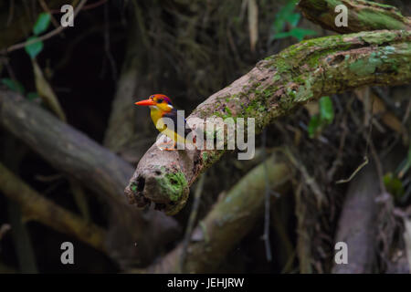 Dans la nature, d'oiseau noir (oriental) dwaft kingfisher sur la branche dans la nature Banque D'Images