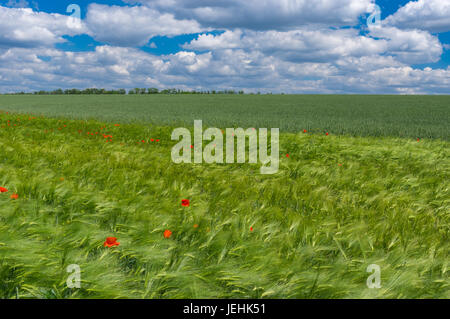 Paysage d'été avec des champs de blés et des coquelicots sauvages en Ukraine Banque D'Images