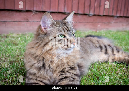 Chat Tigré à poils longs portant à l'extérieur sur une pelouse à la vers la droite. Banque D'Images