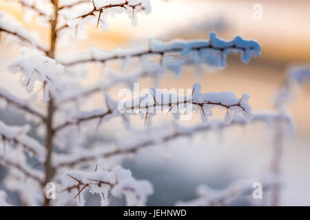 Beau gros plan d'hiver des arbres sans feuilles. Scène d'hiver calme Banque D'Images