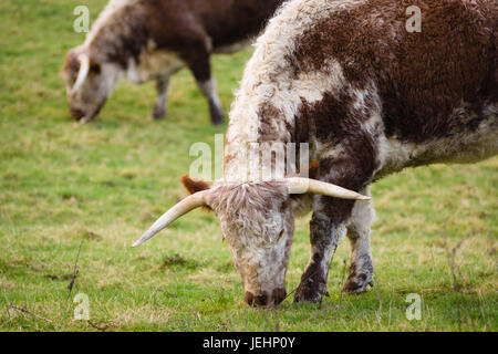 Une vieille vache Longhorn anglais et maintenant rares bovins britanniques race qui est presque mort, mais ont été sauvés de l'extinction par le Rare Breeds Survival Trust Banque D'Images