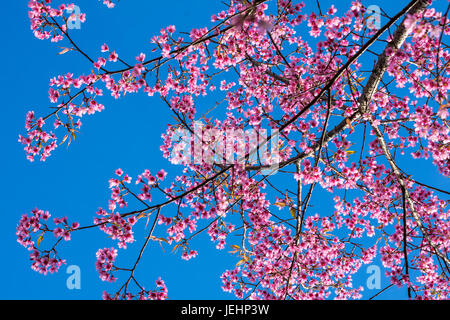 Succursale de Wild Cherry himalayenne en Thaïlande national park Banque D'Images