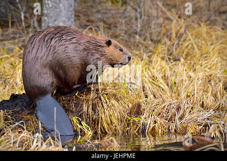 La vue latérale d'un castor assis sur la rive de l'étang montrant sa queue à la beaver boardwalk à Hinton, Alberta, Canada. Banque D'Images