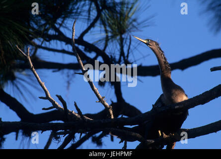 Anhinga, région de Venise Audubon Rookery, Floride Banque D'Images