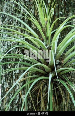 Airplant, Six Mile Cypress Slough Preserve, en Floride Banque D'Images