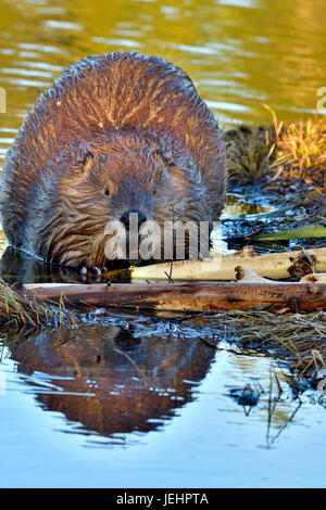 Une image verticale d'un castor (Castor canadenis) se nourrissent de certaines branches de peuplier à Maxwell Lake à Hinton, Alberta, Canada Banque D'Images