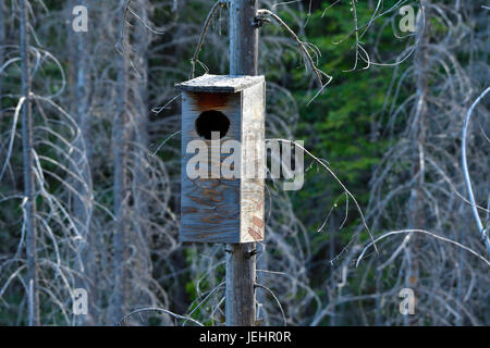 Un canard en bois nichoir à un arbre dans un marais près de Hinton, Alberta, Canada Banque D'Images