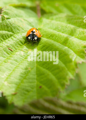 Coccinelle posée sur une feuille verte dans le soleil de l'été et de la chaleur à l'extérieur de macro Banque D'Images