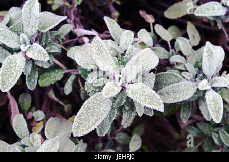 Close up de belle plante sauge (Salvia dépoli) au début du printemps avec l'arrière-plan flou violet Banque D'Images