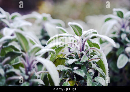 Close up de belle plante sauge (Salvia dépoli) au début du printemps avec l'arrière-plan flou violet Banque D'Images