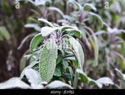 Close up de belle plante sauge (Salvia dépoli) au début du printemps avec l'arrière-plan flou violet Banque D'Images