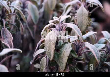 Close up de belle plante sauge (Salvia dépoli) au début du printemps avec l'arrière-plan flou violet Banque D'Images