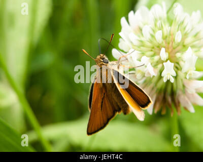 Belle espèce dans l'herbe et sur les feuilles en été sur clover Banque D'Images