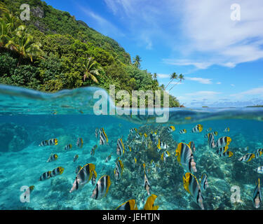 Sur et sous la mer près de la rive de la côte sauvage avec une école de poissons tropicaux sous l'eau, divisé par l'île de Huahine, l'océan Pacifique Banque D'Images