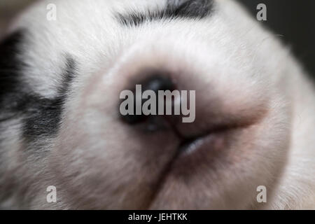 Chiot Husky Banque D'Images