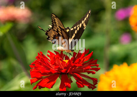 Grand porte-queue nectarine sur red Zinnia. Banque D'Images