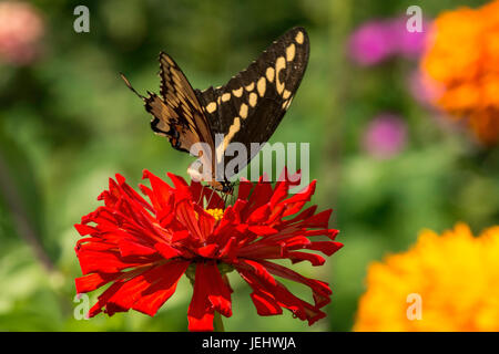 Grand porte-queue nectarine sur red Zinnia. Banque D'Images