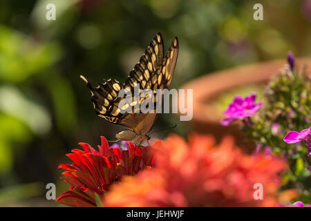 Grand porte-queue nectarine sur red Zinnia. Banque D'Images