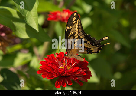 Grand porte-queue nectarine sur red Zinnia. Banque D'Images