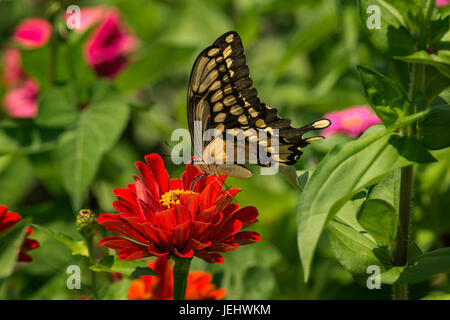 Grand porte-queue nectarine sur red Zinnia. Banque D'Images