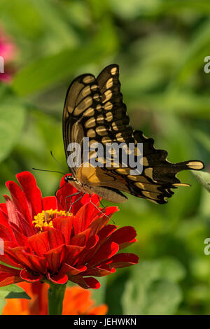 Grand porte-queue nectarine sur red Zinnia. Banque D'Images