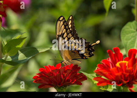 Grand porte-queue nectarine sur red Zinnia. Banque D'Images