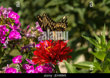 Grand porte-queue nectarine sur red Zinnia. Banque D'Images