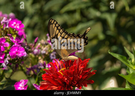 Grand porte-queue nectarine sur red Zinnia. Banque D'Images