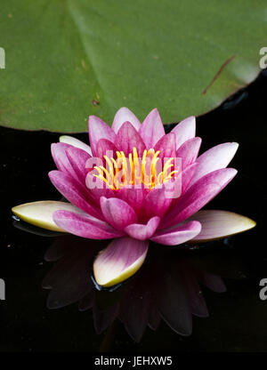 Nénuphar (Nymphaea Attraction Touristique). Lily Pond sur Hill Estate, à Beverly, MA. Banque D'Images