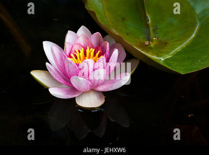 Nénuphar (Nymphaea Attraction Touristique). Lily Pond sur Hill Estate, à Beverly, MA. Banque D'Images