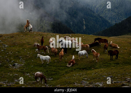 Élever à l'Abyss. Deux chevaux combattant près de Flock des chevaux sur un pré dans les Alpes Banque D'Images