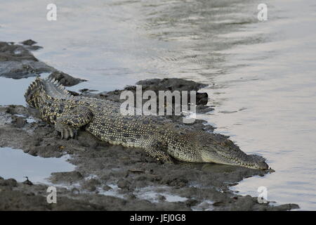 Un adulte saltwater crocodile dans la réserve de Sungei Buloh, Singapour Banque D'Images