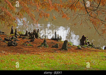 Les racines des arbres exposés Banque D'Images